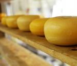 Производство сыра как бизнес: подробный план развития